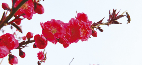 3：春色桃花-1